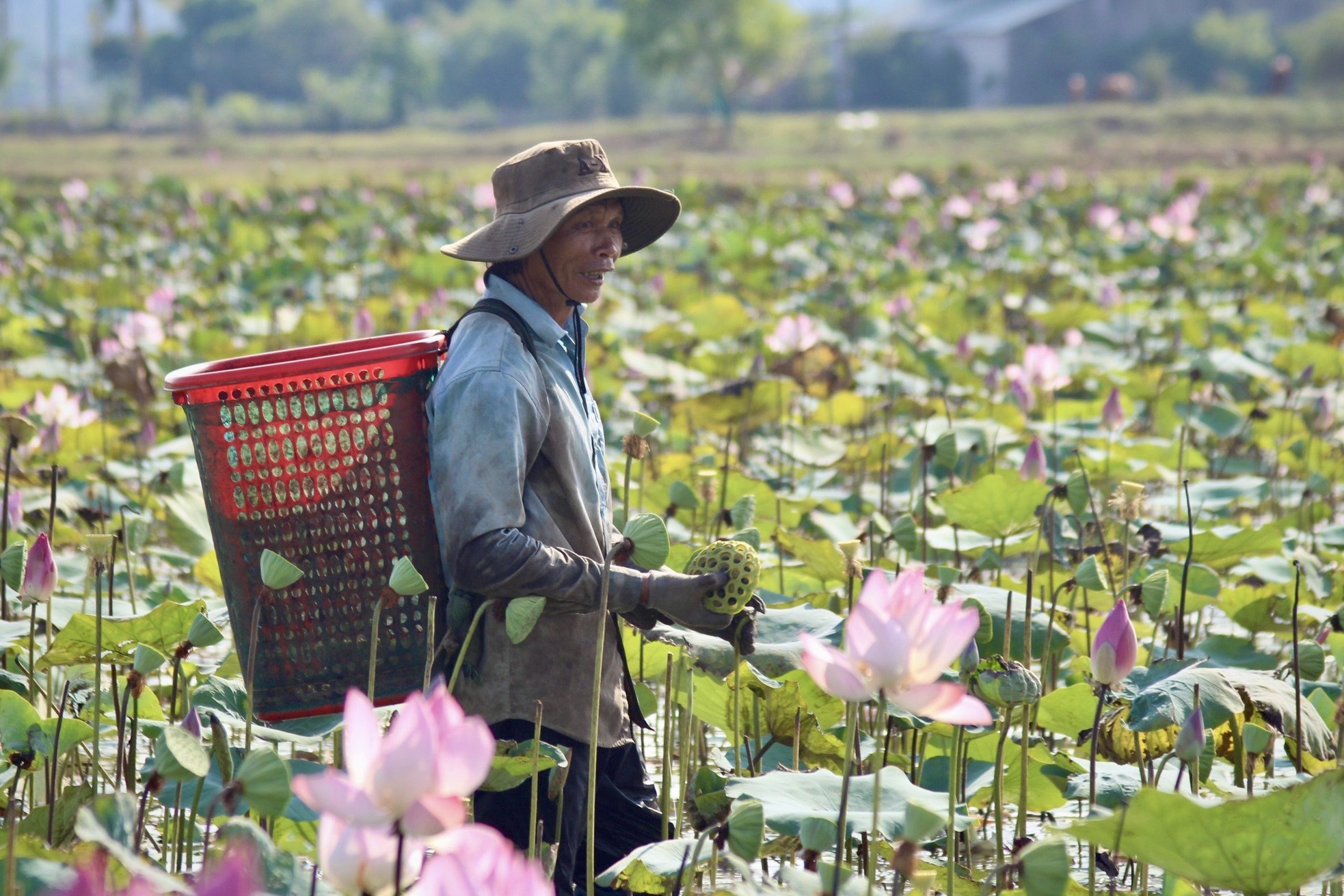 Khanh Hoa farmers harvest lotus flowers in the sun photo 5