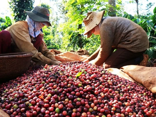 Agrarproduktpreise am 17. Dezember 2024: Kaffee leicht gesunken, Pfeffer weiterhin hoch