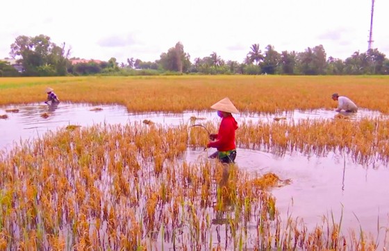 ĐBSCL: Tổng lực giúp nông dân thu hoạch lúa, giảm thiệt hại ảnh 4