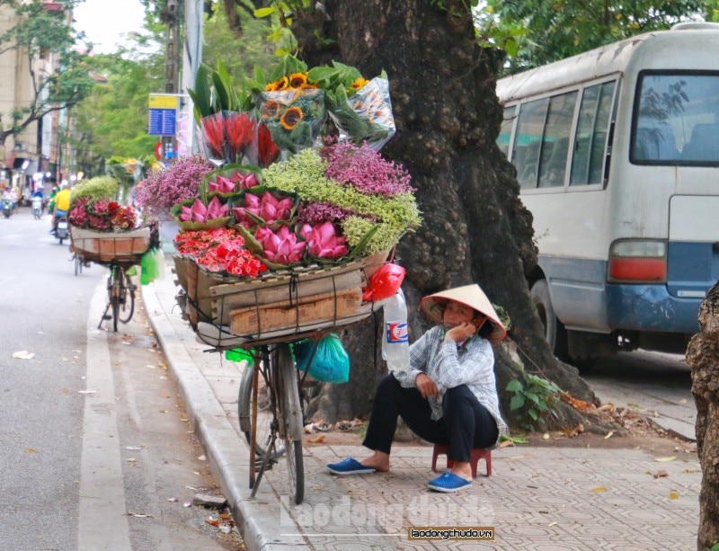 sen da u mu a xuo ng pho khoe sac khap duong pho ha noi