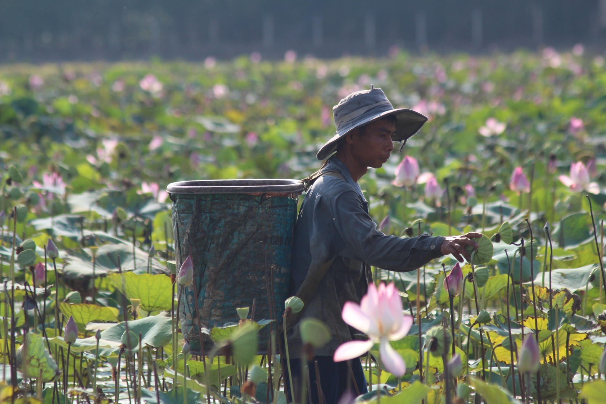 Khanh Hoa farmers brave the sun to harvest lotus flowers photo 4