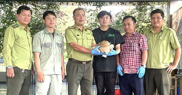 En Binh Dinh, la gente entregó innumerables animales salvajes, algunos cayeron al lago, cobra de un solo ojo