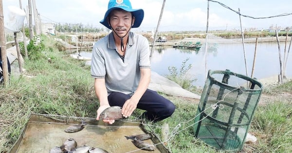 មហាសេដ្ឋីម្នាក់នៅ Thua Thien Hue ចិញ្ចឹមបង្គានៅក្នុងផ្ទះតែមួយជាមួយមេអំបៅ និងប្រាក់ លក់បានរាប់តោន និងទទួលបានប្រាក់ចំណេញរាប់ពាន់លាន។