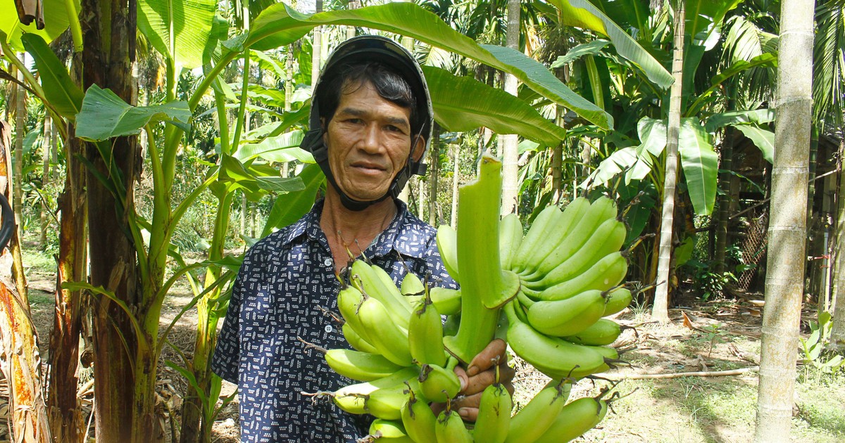 ក្វាងង៉ៃ៖ ការថយចុះ​នៃ​ផ្ទៃដី​ចម្ការ​ចេក​រាជ