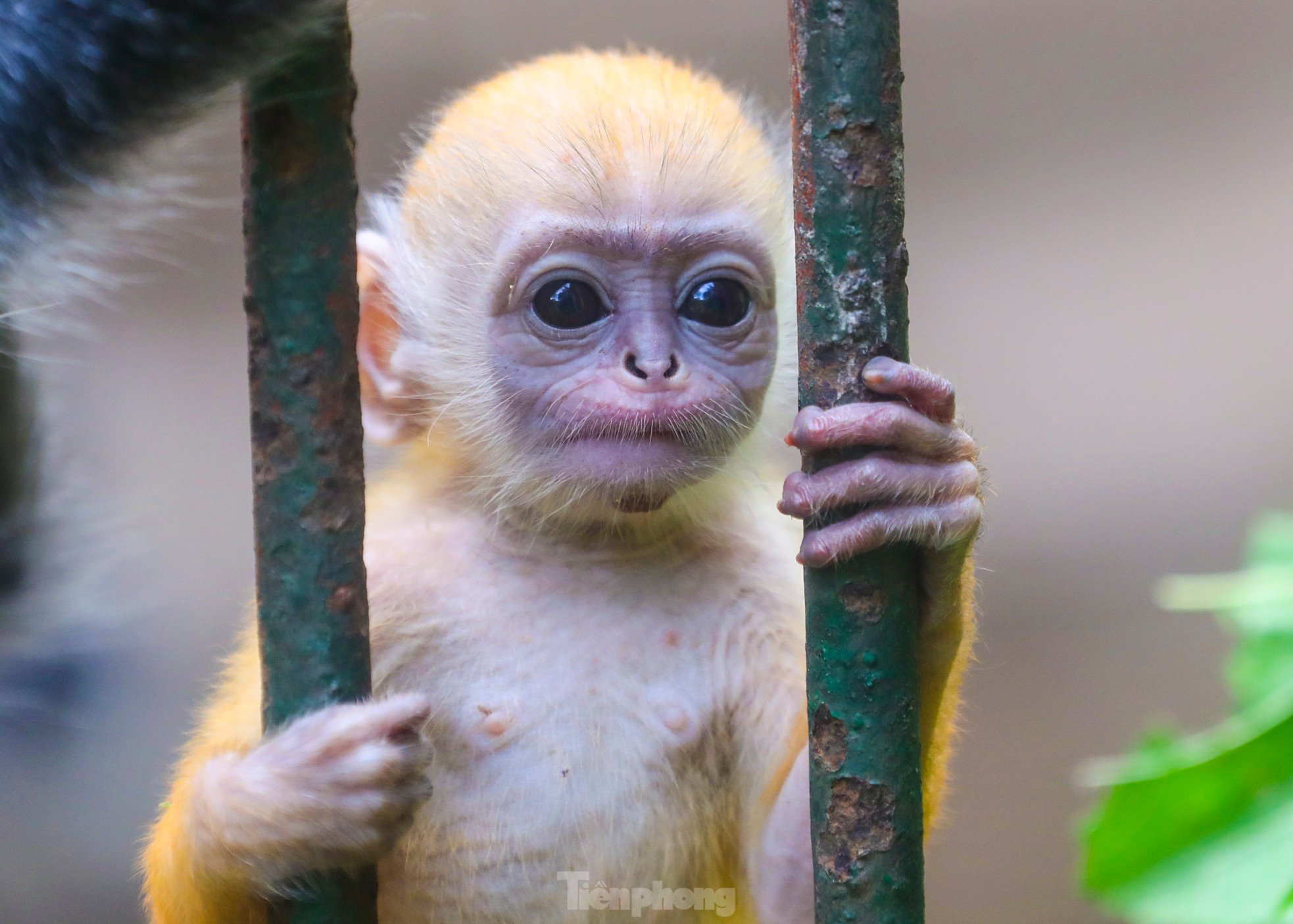 ソーシャルメディアで話題になっている動物園の赤ちゃん猿の何がそんなに特別なのでしょうか?写真2