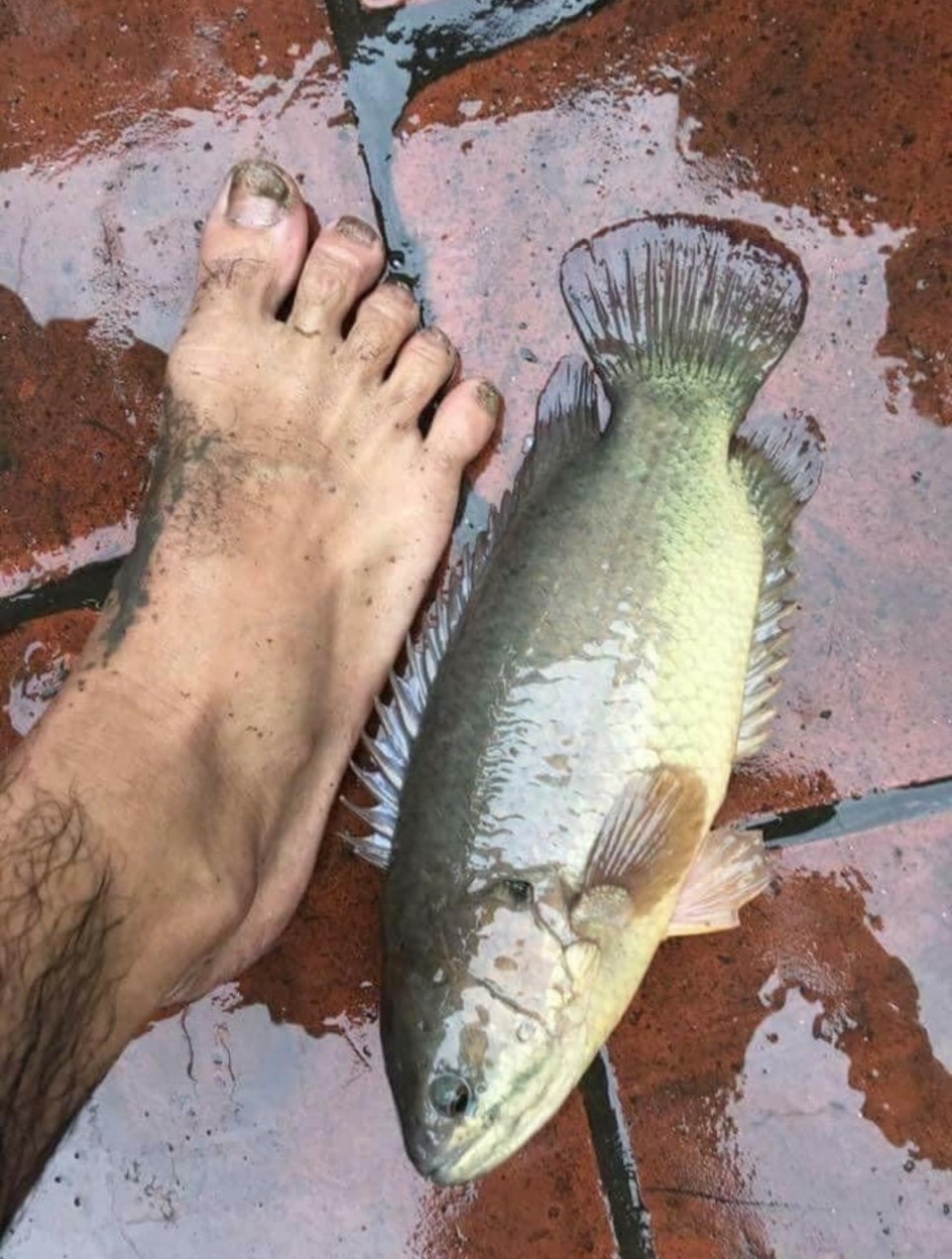 Dr. T. caught a tilapia in U Minh Ha forest during an experience trip (photo provided by the character)