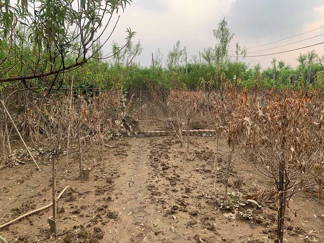 Cảnh hoang tàn tại làng đào Nhật Tân (quận Tây Hồ, Hà Nội) sau đợt mưa bão vừa qua. Ảnh: Nhật Minh