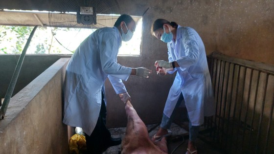 Tien Giang met en place 4 points de contrôle pour contrôler la peste porcine africaine