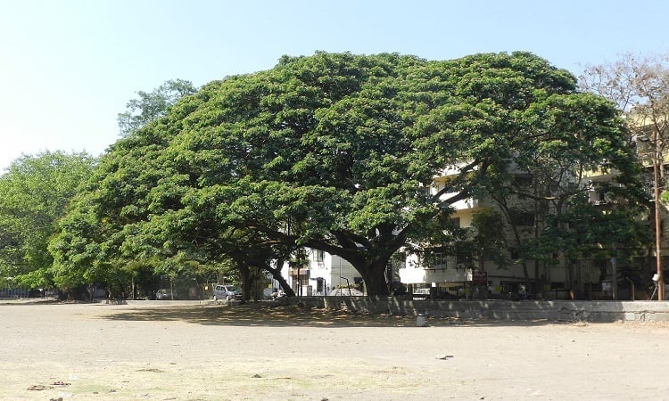 Mỹ chuyển cây me tây 100 tuổi tới nơi ở mới