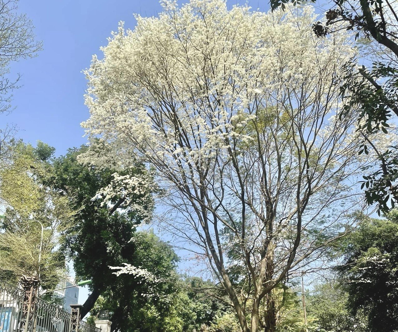 Sưa ist ein lichtliebender Baum, der an Orten mit hoher Luftfeuchtigkeit stark wächst und sich entwickelt. Su-Blüten wachsen in Büscheln aus den Blattachseln und verströmen einen leichten Duft. Die winzigen Blüten knospen und blühen dann in reinweißen Blütenständen auf. Foto: Linh Boo