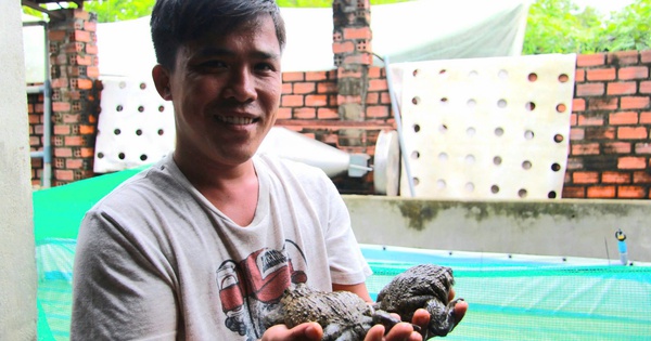 Raising frogs, a specialty that sits in herds in an old pig pen, a Ninh Thuan man sold out everything