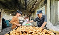 Quang Nam's Banh Thuan is bustling in spring