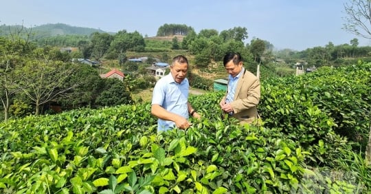 フー・ルオンは山と丘が豊か：【第1部】お茶を食べる鶏の卵がヨーロッパに輸出される