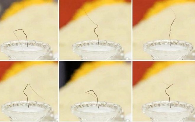 Clarifying the truth about Buddha's hair relics in Ba Vang Pagoda even though he has 