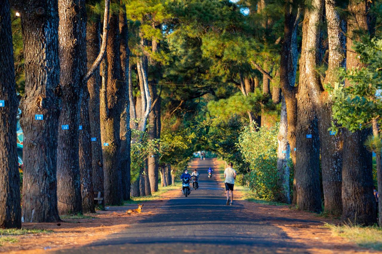 El pintoresco camino de pinos centenarios de Gia Lai