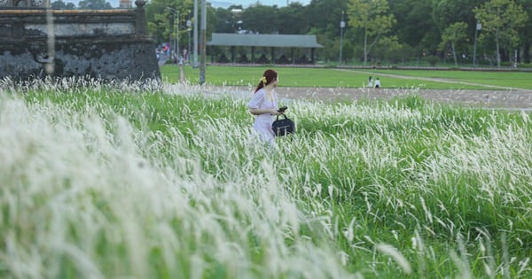 'Silk strip' of reed grass next to Hue citadel