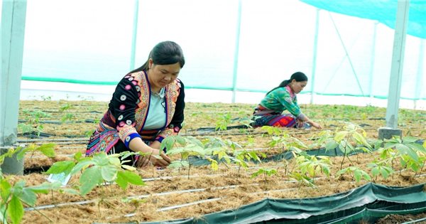 Necesidad de establecer estándares de calidad para el ginseng vietnamita