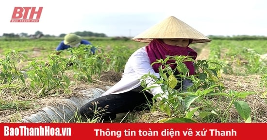 Vì sao doanh nghiệp trong tỉnh chưa xây dựng được mã số vùng trồng