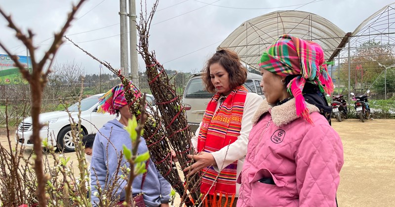 Las ciruelas y los melocotones del noroeste están llenos de actividad, esperando ser llevados río abajo para celebrar el Tet.