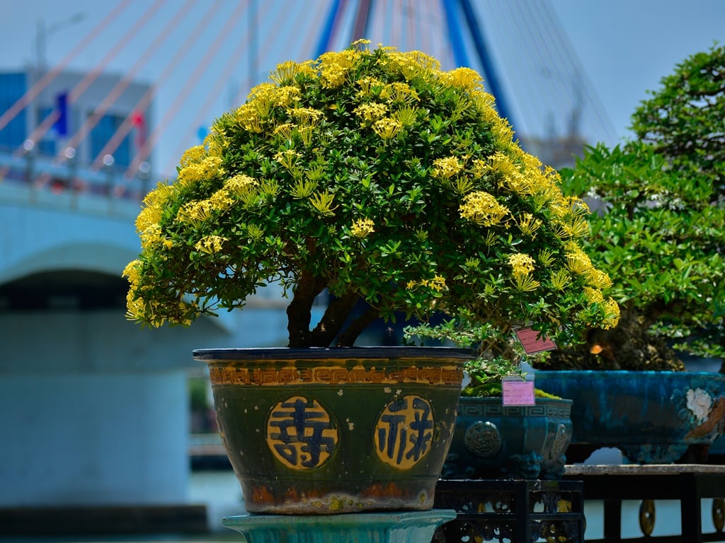 Chiêm ngưỡng hàng trăm cây bonsai "độc lạ" dưới chân cầu Sông Hàn - Ảnh 12.