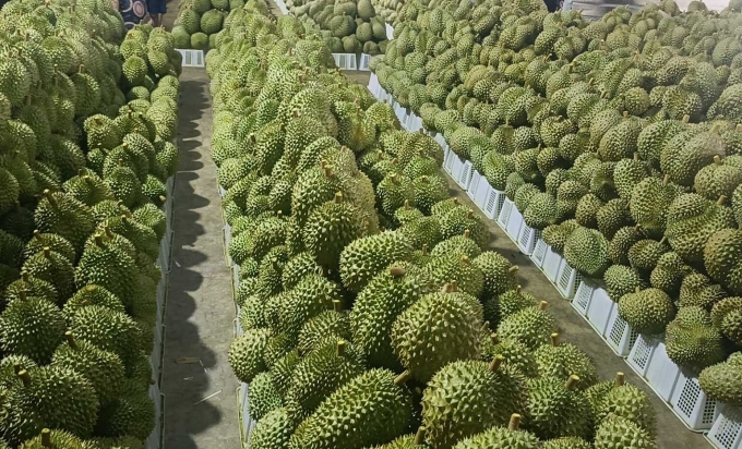 Le durian est acheté et préparé pour l'exportation à Cai Lay (Tien Giang). Photo : Linh Dan