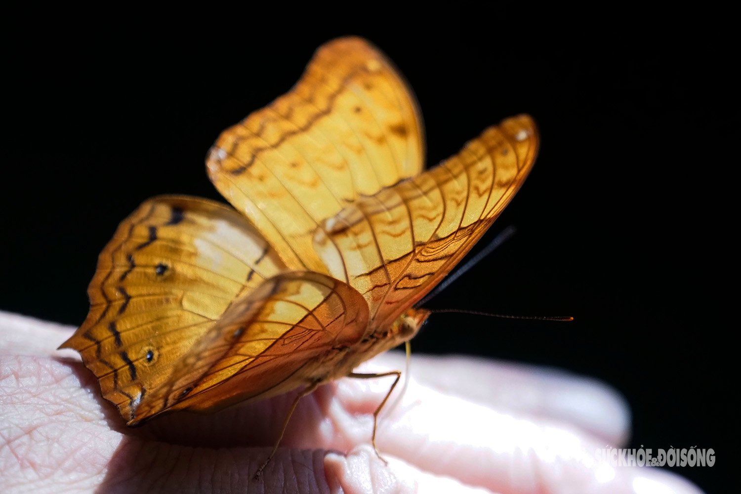 Perdu dans le « paradis des papillons » à Cuc Phuong
