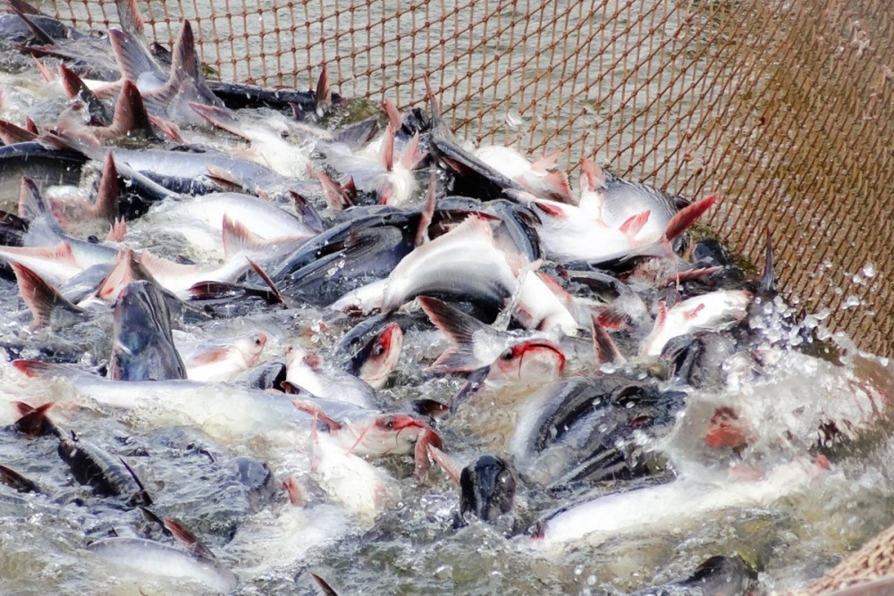 Vietnam is the 7th largest seafood supplier to Canada.