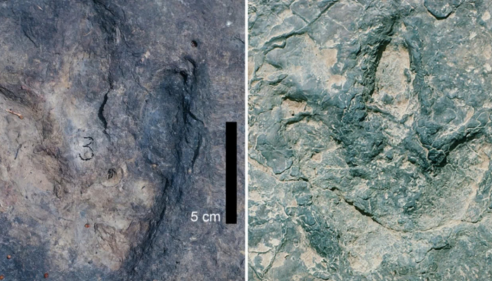 Similar dinosaur footprints discovered on both sides of the Atlantic