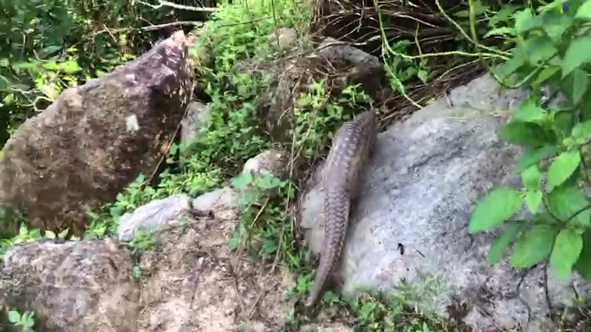 Rare pangolin caught in people's fence net released