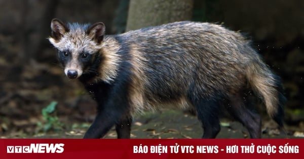 En fouillant une tombe antique, on a découvert de manière inattendue un « monstre » encore vivant à l'intérieur