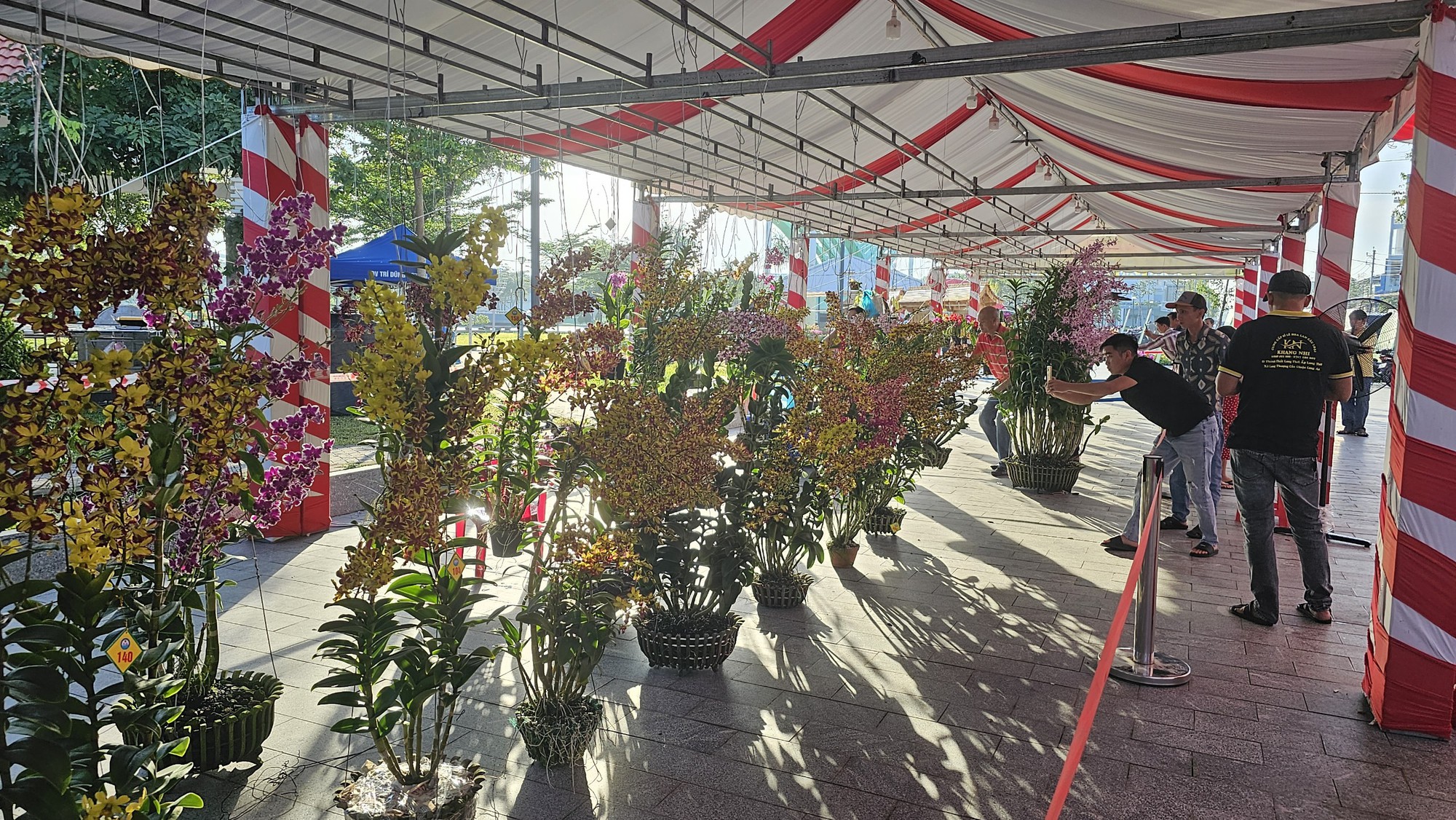 600 tác phẩm quy tụ tại hội thi hoa phong lan toàn quốc tại Vĩnh Long - Ảnh 3.