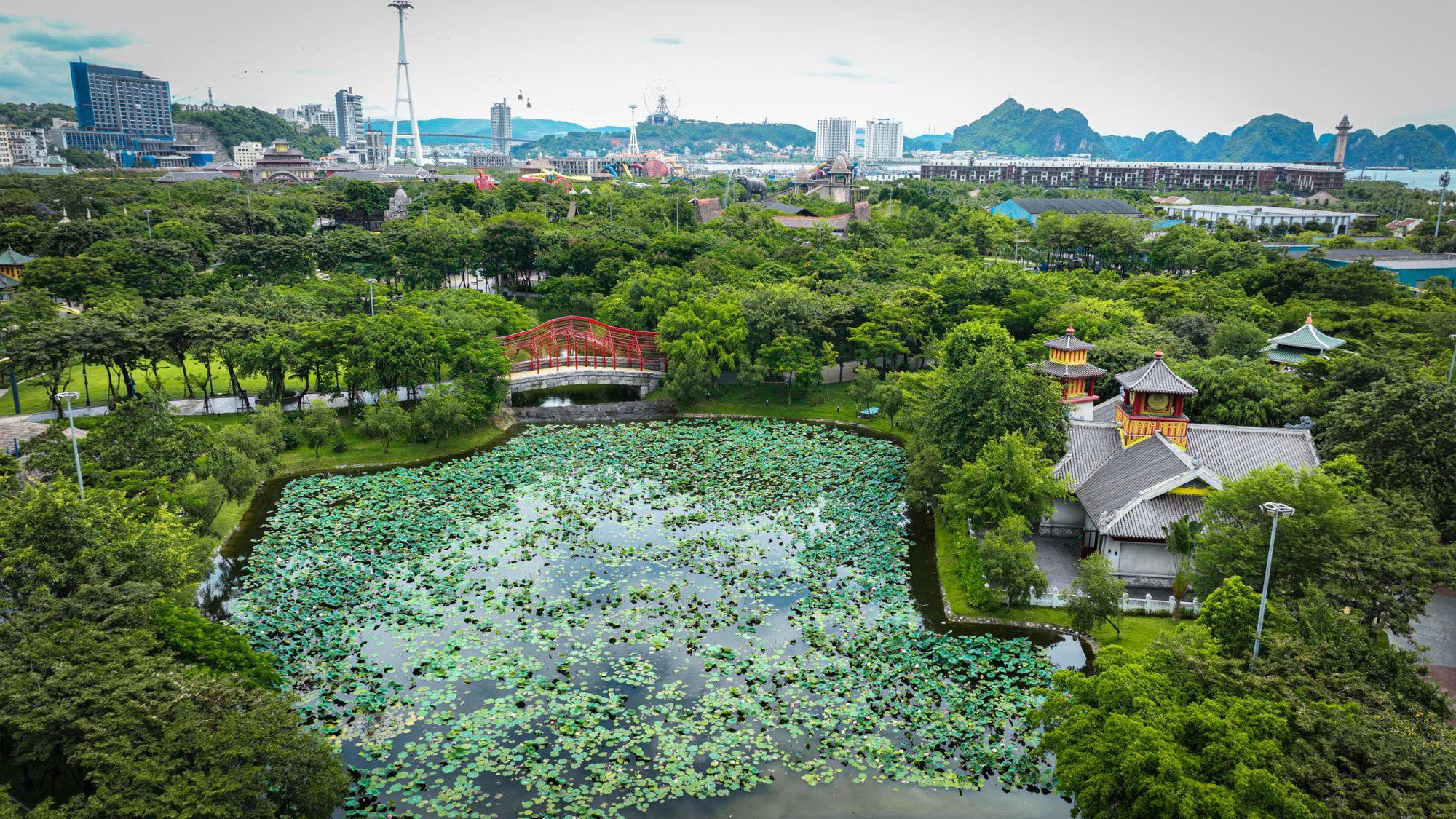 Ngỡ ngàng hồ sen bên Vịnh di sản đẹp như tranh vẽ - Ảnh 4.