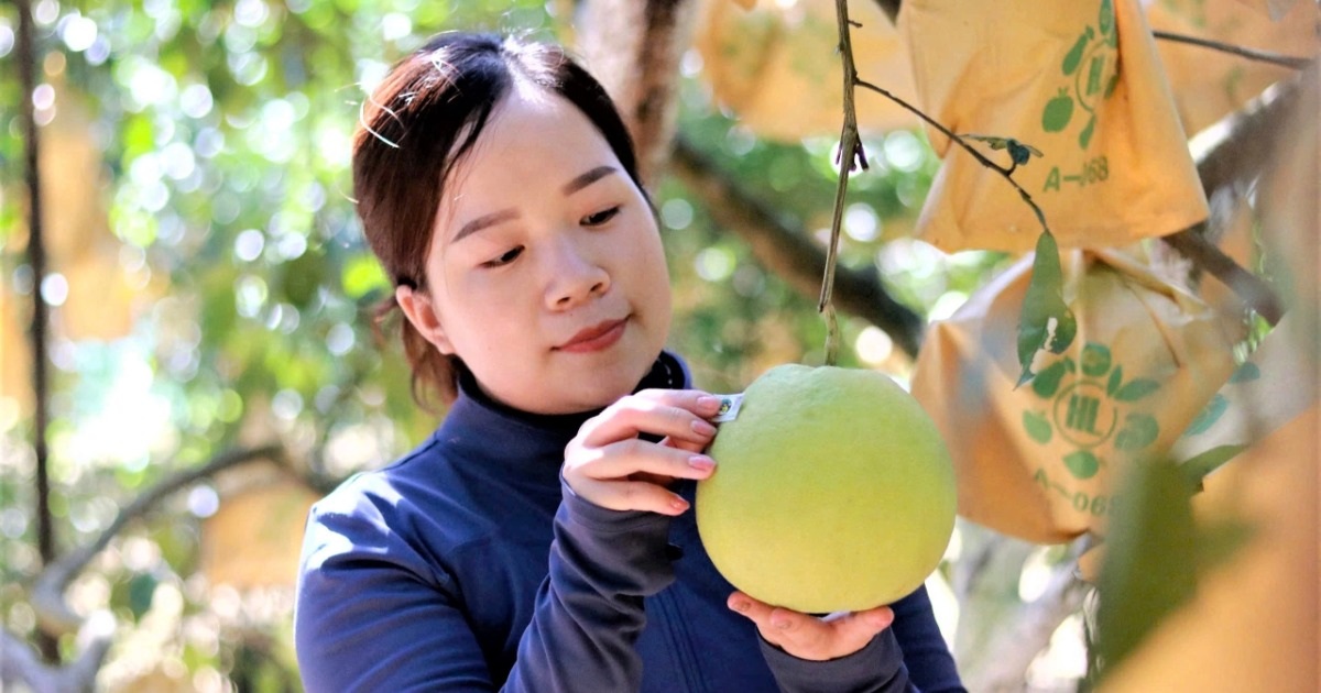 Độc lạ cách nông dân đóng bảo hiểm bằng... bưởi