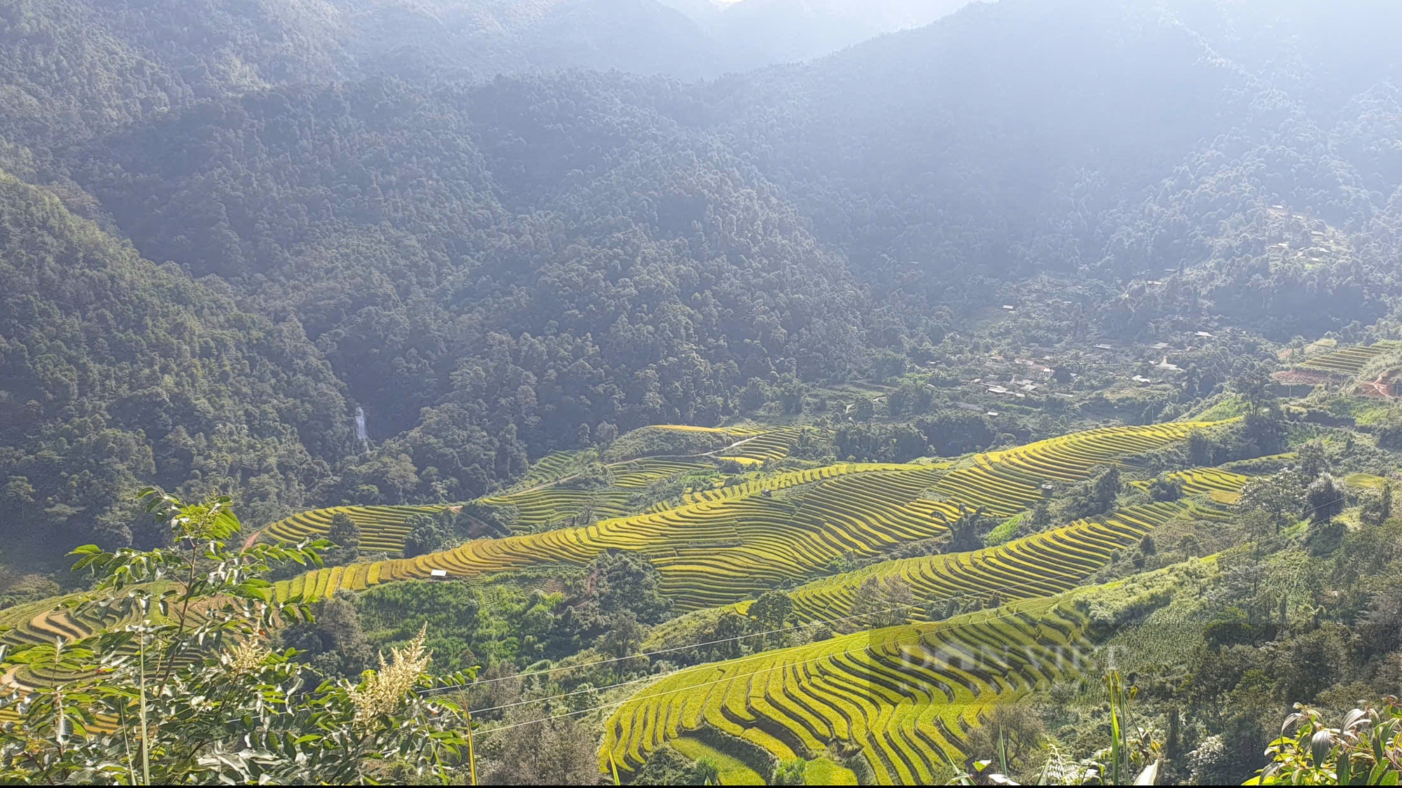 Nông dân tíu tít thu hoạch, gánh lúa, hứa hẹn một mùa vàng bội thu trên rẻo cao Sơn La- Ảnh 3.