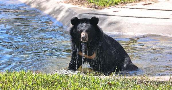 À l'intérieur du centre de sauvetage des ours de 10 millions de dollars à Hué