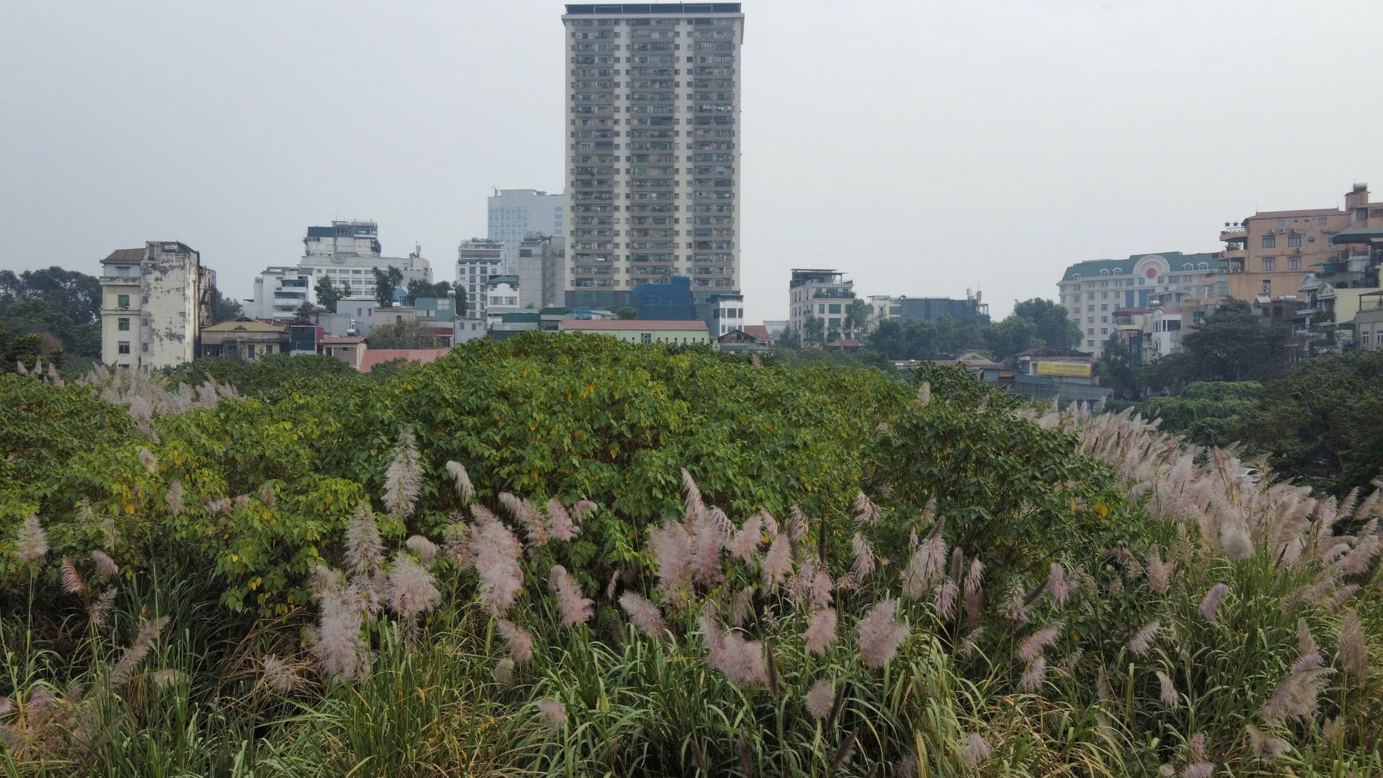 Unkraut wächst wild wie ein „Wald“ auf einem erstklassigen Grundstück in Hanoi und zerstört die Wohnfunktion. Foto 10