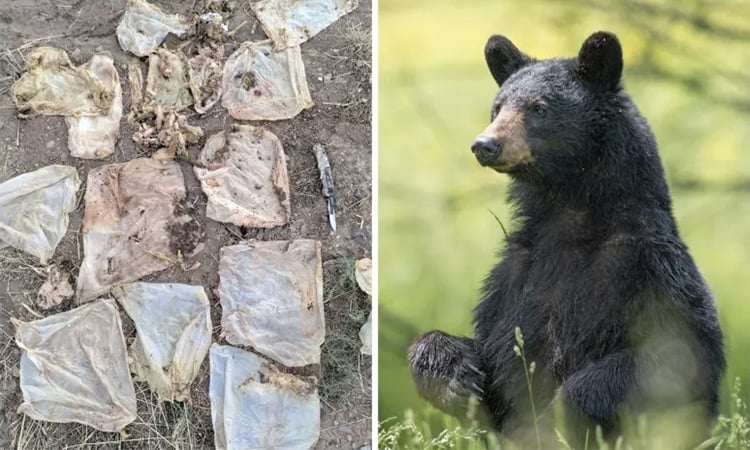 Bären bleiben in menschlichen Exkrementen stecken