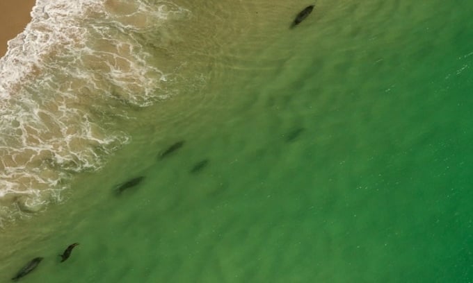 Cá mập trắng bơi gần bờ tại Cape Cod. Ảnh: National Geographic