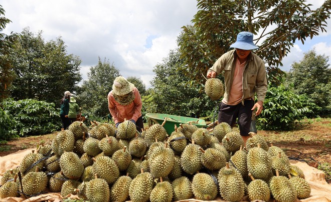 Nông dân Đắk Lắk thu hoạch vụ sầu riêng 2023 ảnh 1