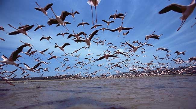 Schweiz rettet von extremer Hitze betroffene Vögel