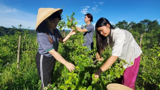Dược liệu được thu hoạch, phân loại trước khi đưa vào các dây chuyền sản xuất khép kín ảnh 2 Dược liệu được thu hoạch, phân loại trước khi đưa vào các dây chuyền sản xuất khép kín ảnh 2