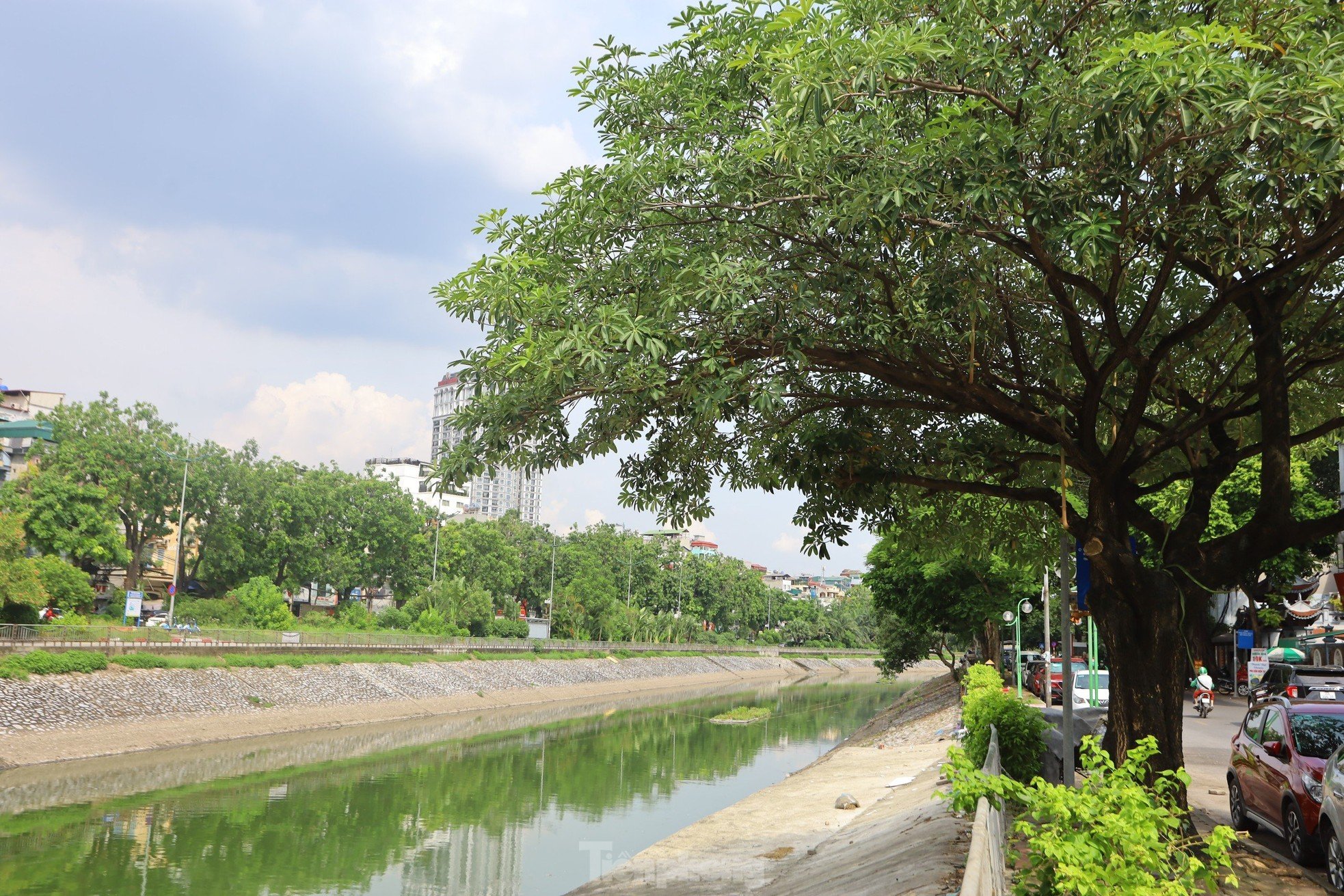 Nước chuyển màu xanh như nước Hồ Gươm, sông Tô Lịch bỗng 'nên thơ, trữ tình' ảnh 1