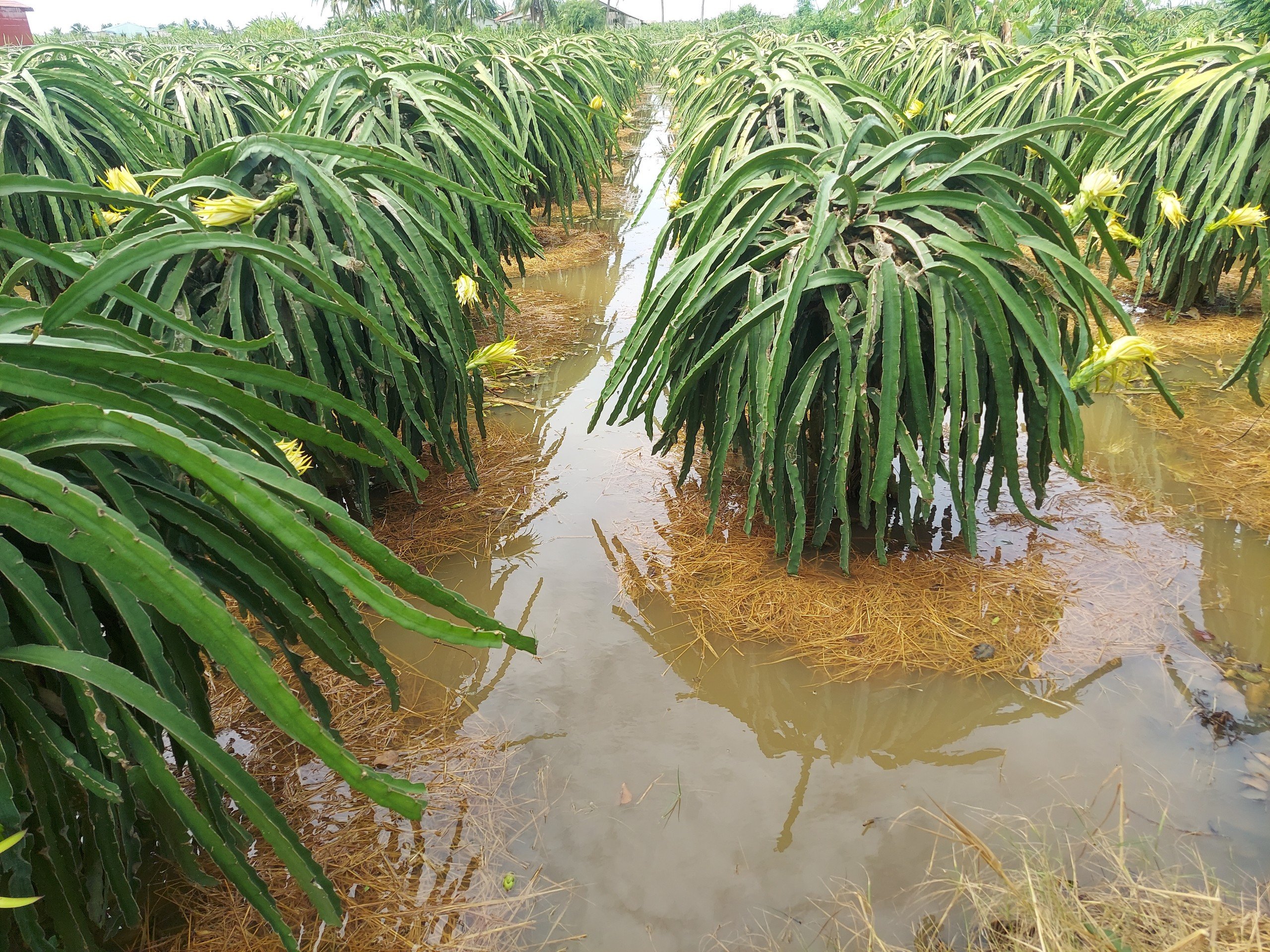 Thanh long trúng mùa, nhưng nông dân Long An phải bù tiền trả nợ mùa vụ- Ảnh 3.