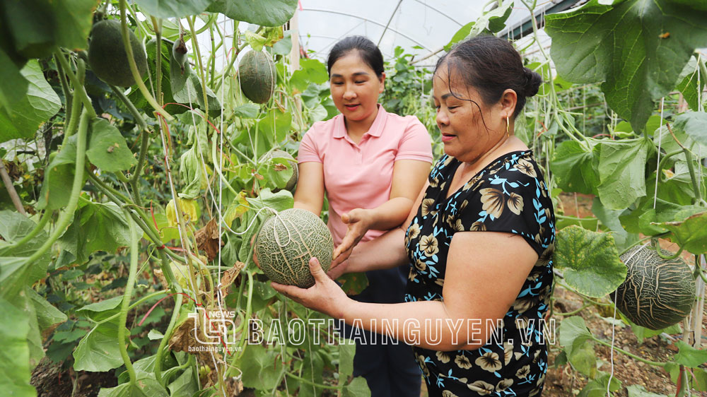 Bà Vũ Thị Thúy ở xóm Cầu Nhọ, xã Tràng Xá (Võ Nhai) đầu tư hàng chục triệu đồng xây dựng trên 300m2 nhà lưới để trồng dưa lưới, rau vụ đông thu về trên 50 triệu đồng mỗi năm lợi nhuận chỉ tính riêng từ diện tích nhà lưới này