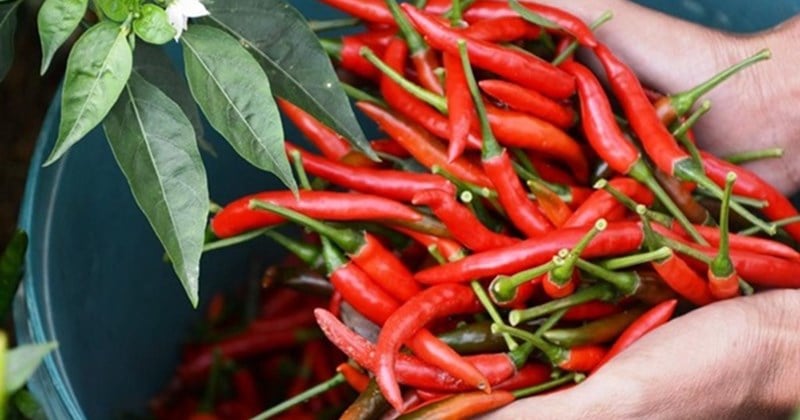 Chili farmers in Quang Ngai suffer heavy losses