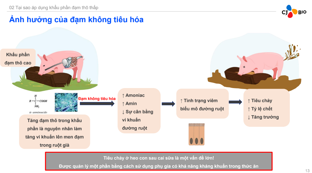 Loại thức ăn gì giúp người chăn nuôi 