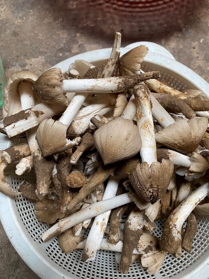 Rủ nhau thức canh lộc đất, nếu trúng ổ 1 tiếng kiếm 5 triệu đồng - 2
