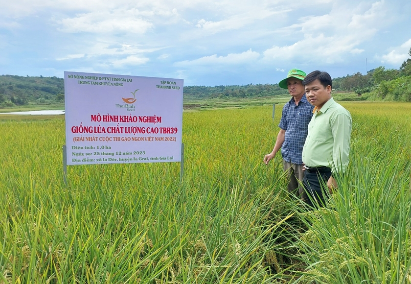 ទស្សនវិស័យនៃពូជស្រូវគុណភាពខ្ពស់ TBR39 រូបថត ១