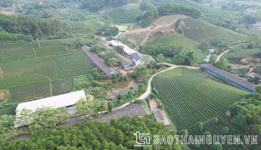 Một trang trại chăn nuôi quy mô lớn tại huyện Đồng Hỷ được xây dựng xa khu dân cư.