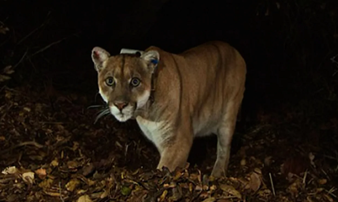 P-22 كوغار في الحياة. الصورة: الاتحاد الوطني للحياة البرية